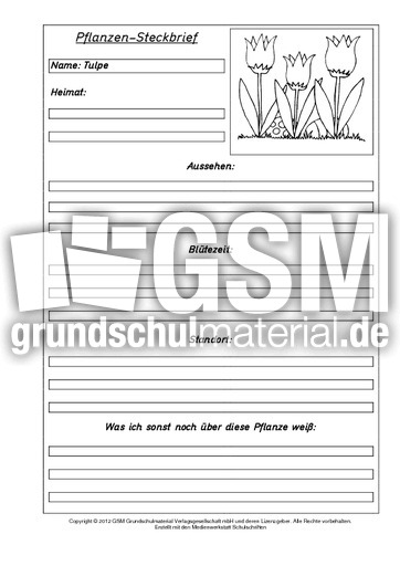 Pflanzensteckbriefvorlage-Tulpe.pdf